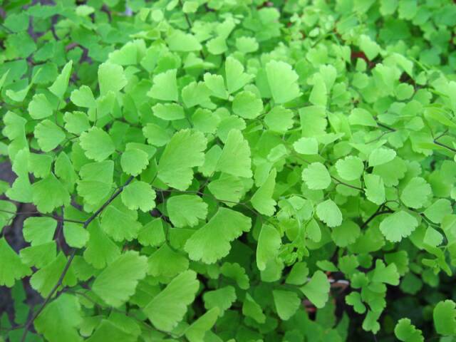 Adiantum raddianum 'Fragrans'